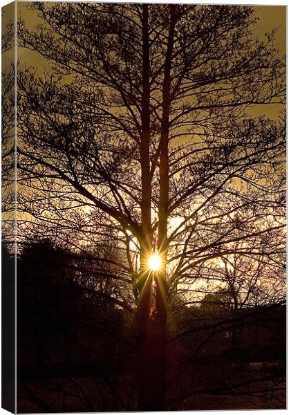 Glorious Tree, Sunset, Foulridge, Lancashire Canvas Print by Chris Walker