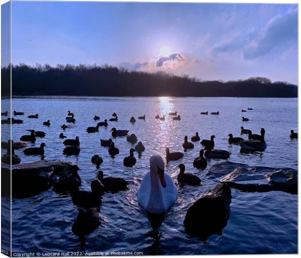Swans and Ducks in the sunset Canvas Print by Leonard Hall