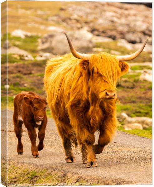 Scottish Highland Cow with its calf in the Isle of Harris, Outer Hebrides  Canvas Print by Dan Webster