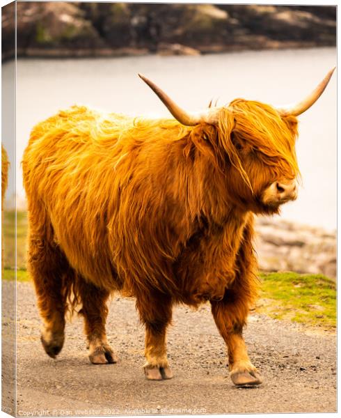 Beautiful Highland Cow - Isle of Harris, Outer Hebrides, Scotland  Canvas Print by Dan Webster