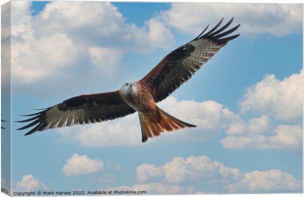 Silent flybye of a Red kite  Canvas Print by Mark Harvey