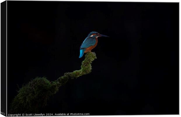 Kingfisher on Perch  Canvas Print by Scott Llewellyn