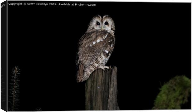 Tawny Owl  Canvas Print by Scott Llewellyn