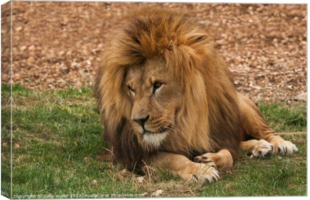 Lion Resting  Canvas Print by Sally Wallis