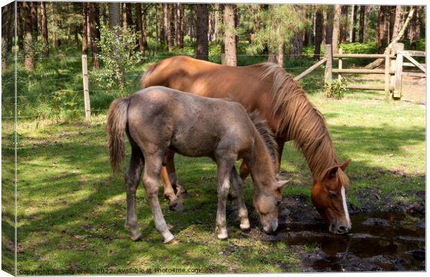 New Forest Ponies drinking Canvas Print by Sally Wallis