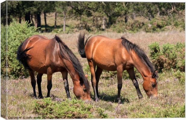 New Forest Ponies grazing on heather Canvas Print by Sally Wallis