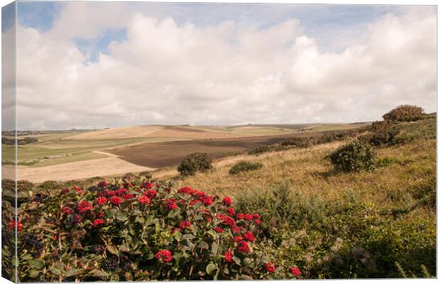Downland scrubland and fields  Canvas Print by Sally Wallis