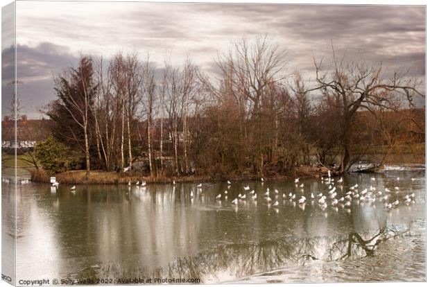 Seagulls on frozen pond Canvas Print by Sally Wallis
