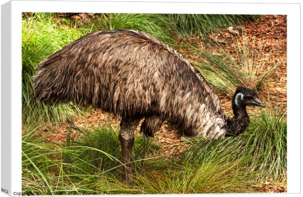 Emu, flightless bird Canvas Print by Sally Wallis