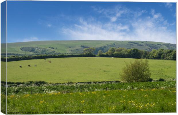 distant cattle grazing on South Downs Canvas Print by Sally Wallis