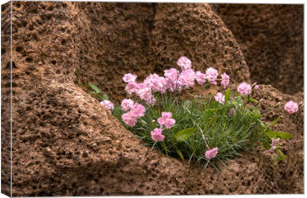 Dianthus growing in rocks Canvas Print by Sally Wallis