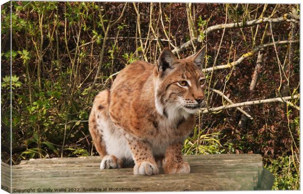 Lynx, wild cat, watching Canvas Print by Sally Wallis