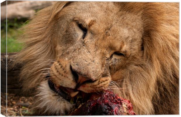 A lion gnawing on raw meat Canvas Print by Sally Wallis