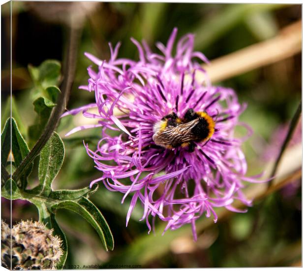 Bumblebee taking nectar from a cornflower Canvas Print by Sally Wallis