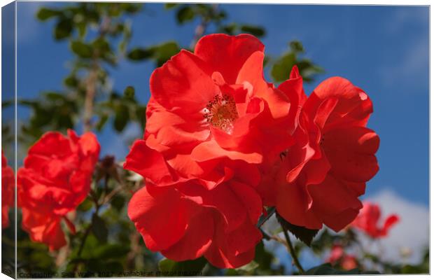 Bright red rose against dark blue sky Canvas Print by Sally Wallis