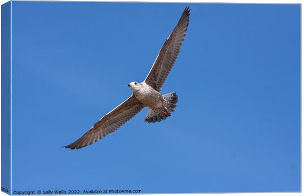 Herring Gull soaring against blue sky Canvas Print by Sally Wallis