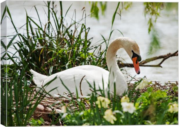 Nesting Swan Canvas Print by Sally Wallis