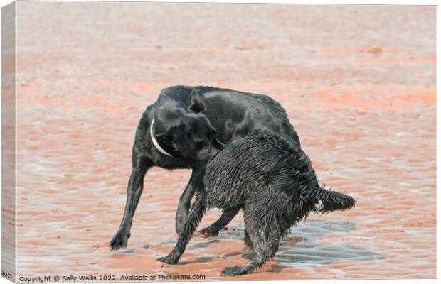 Black dogs play-wrestling on beach Canvas Print by Sally Wallis