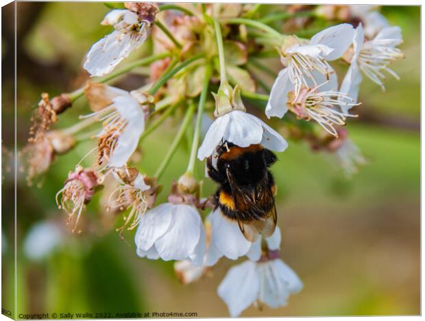 A bee deep in a flower Canvas Print by Sally Wallis