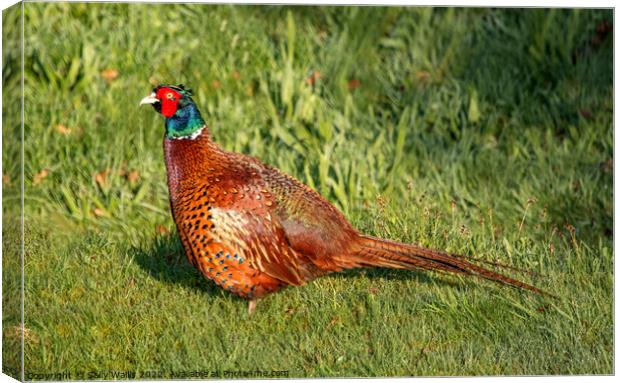 Winter weary cock Pheasant Canvas Print by Sally Wallis