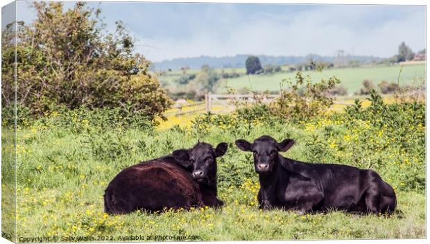 Two black marshland steers Canvas Print by Sally Wallis