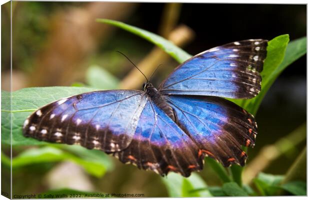 Blue Morpho Butterfly Canvas Print by Sally Wallis