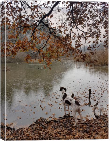 Dog watching ducks Canvas Print by Sally Wallis