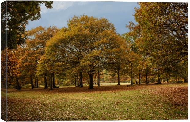 autumn colors, mostly oak trees Canvas Print by Sally Wallis
