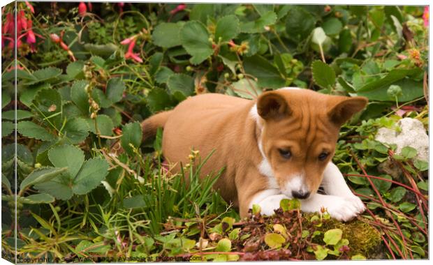 Basenji puppy exploring Canvas Print by Sally Wallis