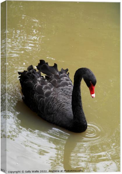 Black Swan Canvas Print by Sally Wallis