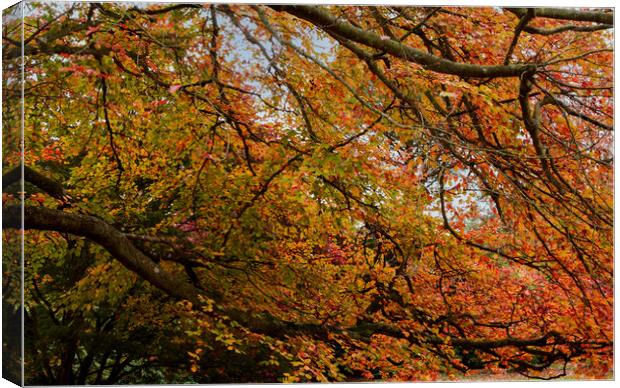 Under the Spreading Beech Tree Canvas Print by Sally Wallis