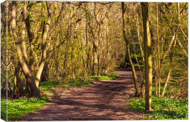 Woodland track in Spring Canvas Print by Sally Wallis