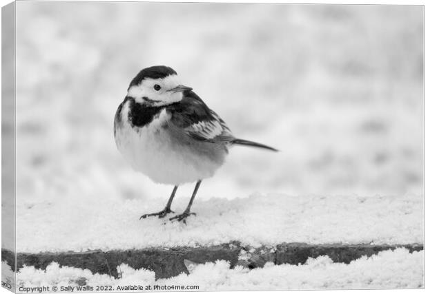 pied wagtail in the snow Canvas Print by Sally Wallis