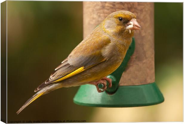 Greenfinch with seeds in his mouth Canvas Print by Sally Wallis