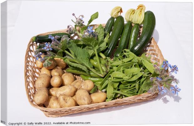 Basket of garden vegetables Canvas Print by Sally Wallis
