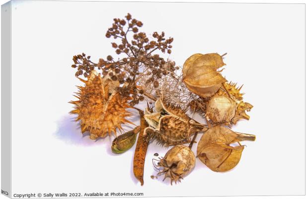 Study in brown - autumn seed heads Canvas Print by Sally Wallis