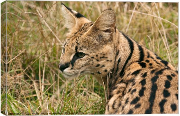 Side portrait of a Serval Cat Canvas Print by Sally Wallis
