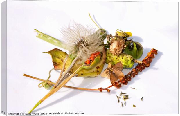 collection of ripe seedheads Canvas Print by Sally Wallis