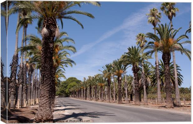 Road lined with date palms Canvas Print by Sally Wallis