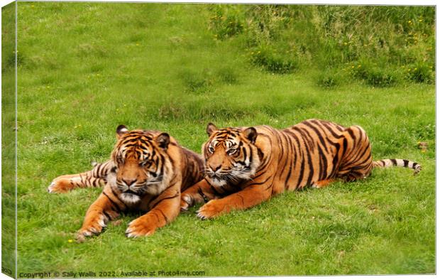 Amur Tiger twins relaxing in a grassy area Canvas Print by Sally Wallis