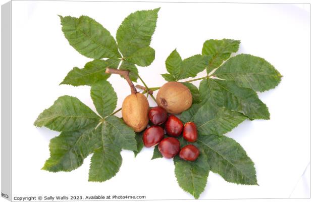 Horse Chestnut study Canvas Print by Sally Wallis