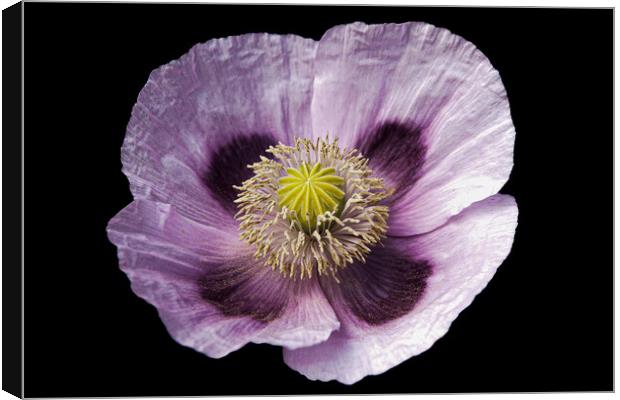 pale mauve poppy Canvas Print by Sally Wallis