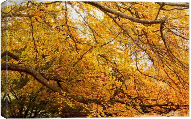 Under Autumn colored Beech Tree Canvas Print by Sally Wallis