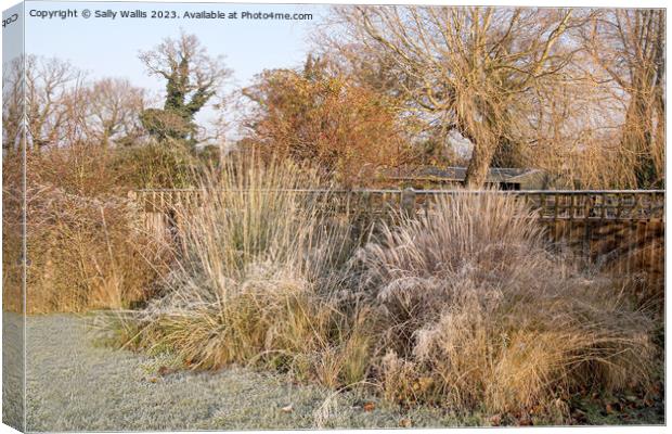 Grasses with frost on them Canvas Print by Sally Wallis
