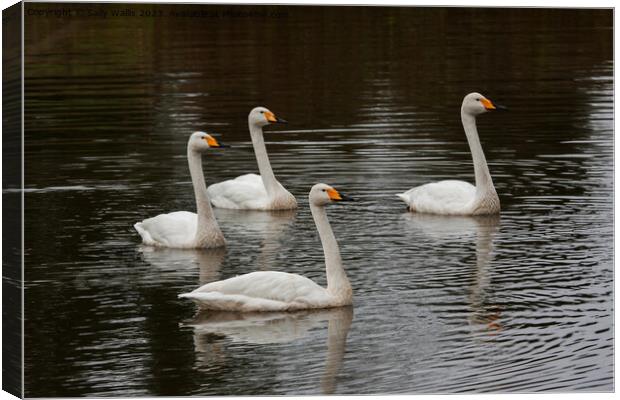 Family of whooper swans  Canvas Print by Sally Wallis