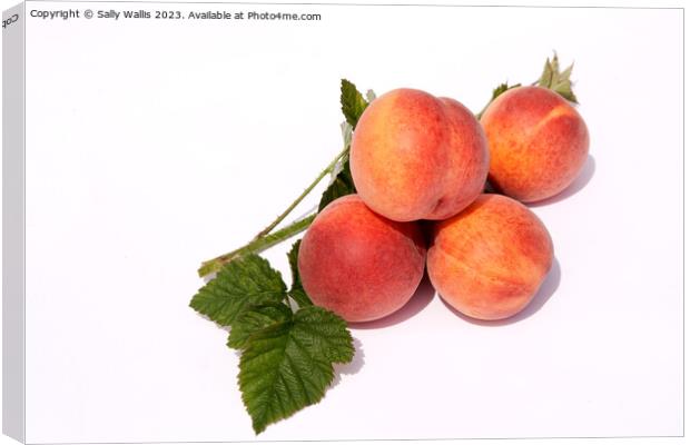 Ripe peaches Canvas Print by Sally Wallis