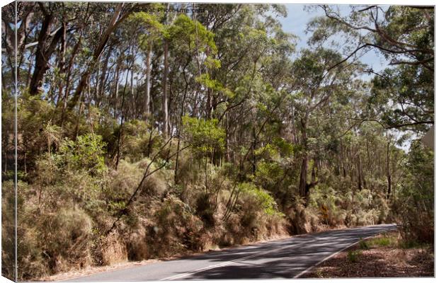 Australian Highway past gumtrees Canvas Print by Sally Wallis
