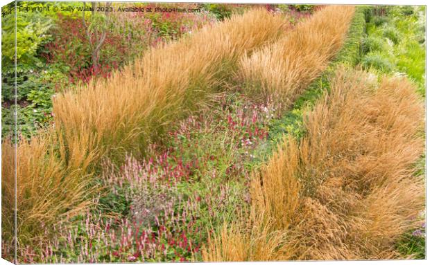 Grasses & Polygonums Canvas Print by Sally Wallis