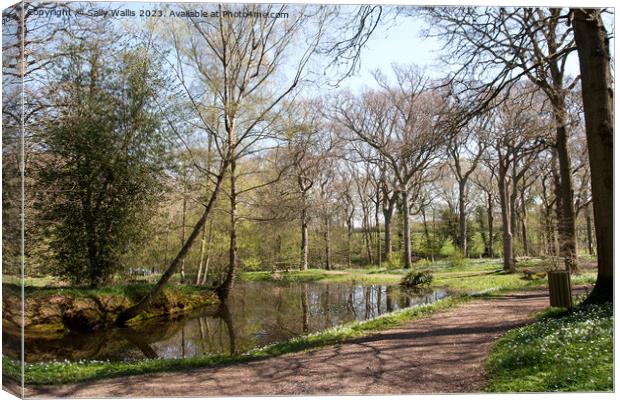 Woodland pond with wood anemones Canvas Print by Sally Wallis