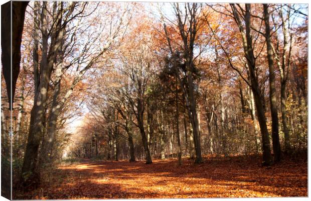 Avenue through autumn coloured Friston Forest Canvas Print by Sally Wallis
